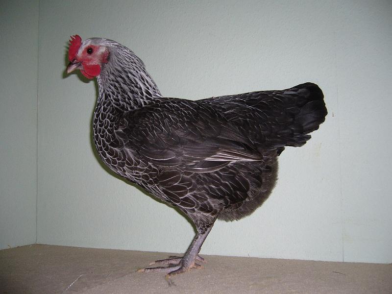 Muenster 2008 755.jpg - Zwerg Sussex grausilber von Manfred Schramm Preis sg 94 Z